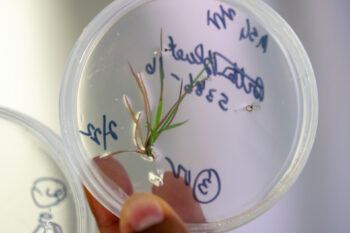 A sample of turfgrass in a petri dish.