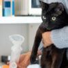 an owner holding a cat and an inhaler