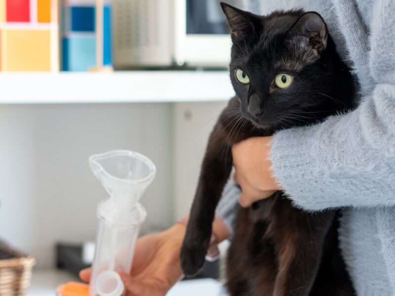 an owner holding a cat and an inhaler