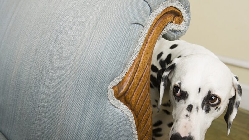 a dog hiding behind a couch