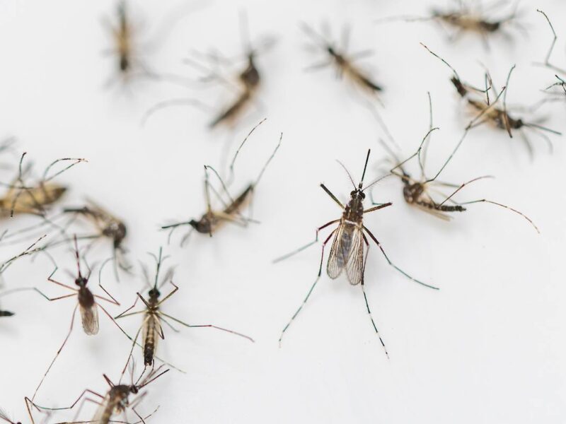 Overhead view of several adult mosquitoes against a white background