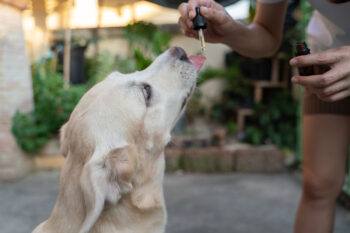 Pet dog taking cbd hemp oil orally through a dropper