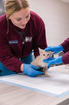 DVM student Madeline Iselt conducts an exam at OBHP.