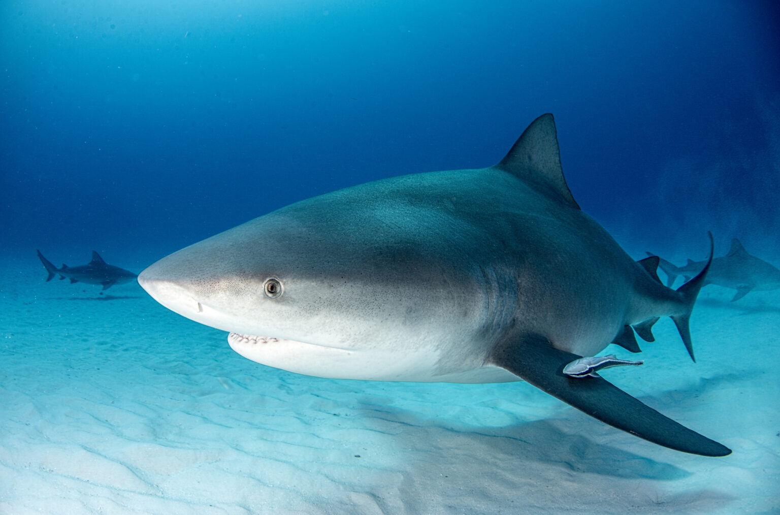 Baby Bull Sharks Are Thriving In Texas And Alabama Bays As The Gulf Of ...