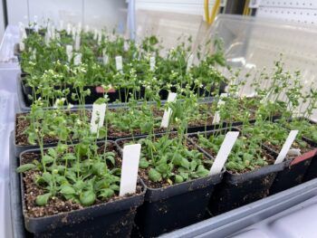 Flowering Arabidopsis thaliana plants arranged in rows with labels in a lab facility.