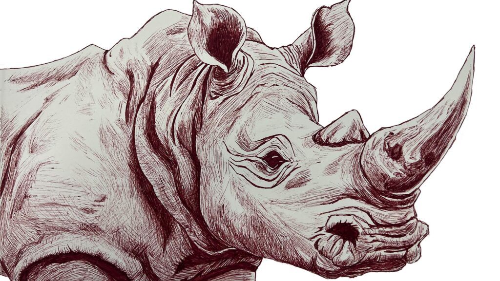 An illustration of a rhinoceros head.