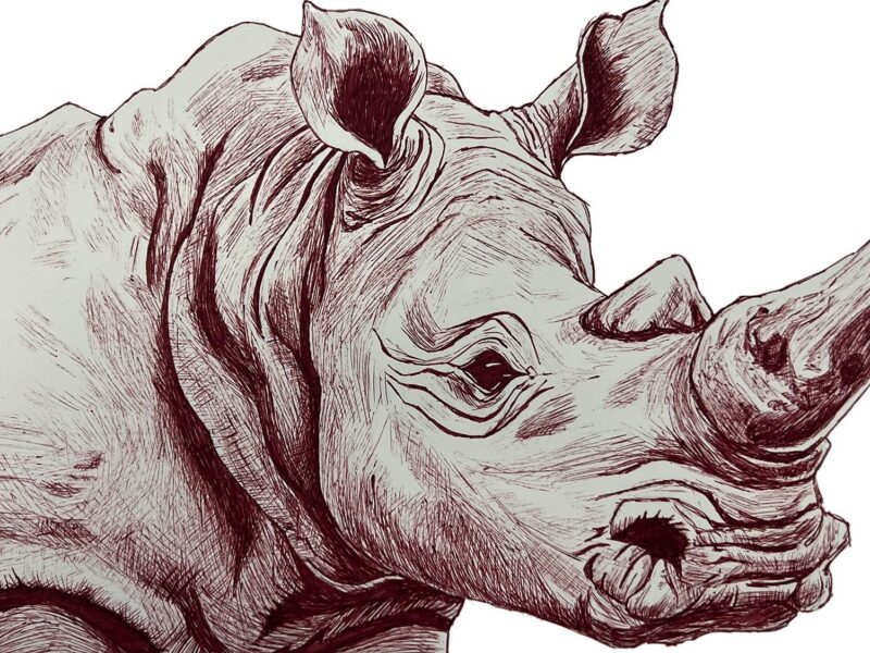 An illustration of a rhinoceros head.