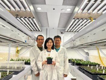 Changhou Li, Xingxing Yan, and Xiuren Zhang stand in a lab wearing lab coats between rows of potted plants. Yan holds an Arabidopsis thaliana plant.