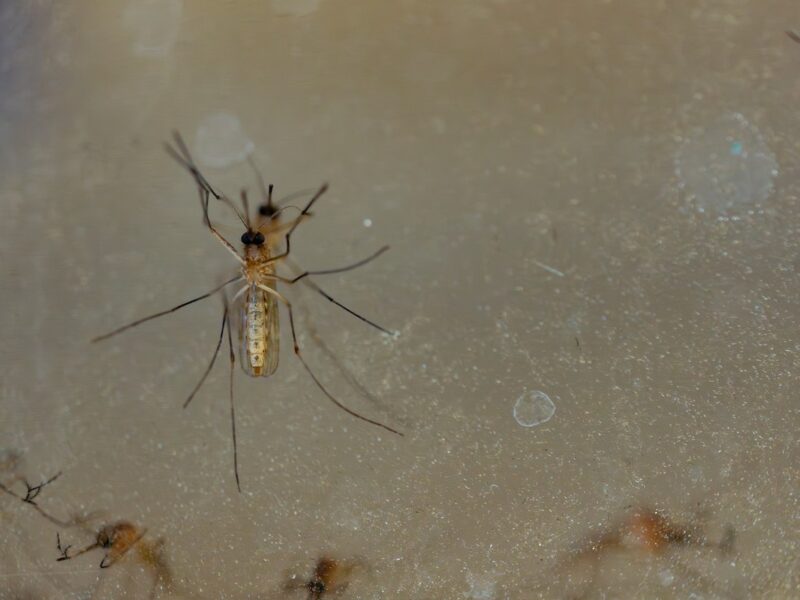 A close-up photo of a mosquito