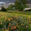 Rural scene of trees and fence in background and Indian paintbrush and bluebonnet wildflowers in the foreground.