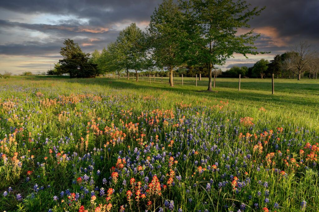 Rural scene of trees and fence in background and Indian paintbrush and bluebonnet wildflowers in the foreground.