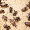 Close up of Crickets (Gryllidae) in farm, many crickets eating feed.