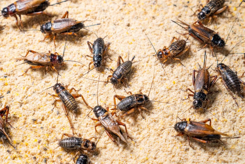 Close up of Crickets (Gryllidae) in farm, many crickets eating feed.