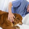 a fluffy red dog being examined by a veterinarian