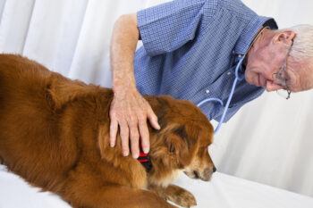 a fluffy red dog being examined by a veterinarian