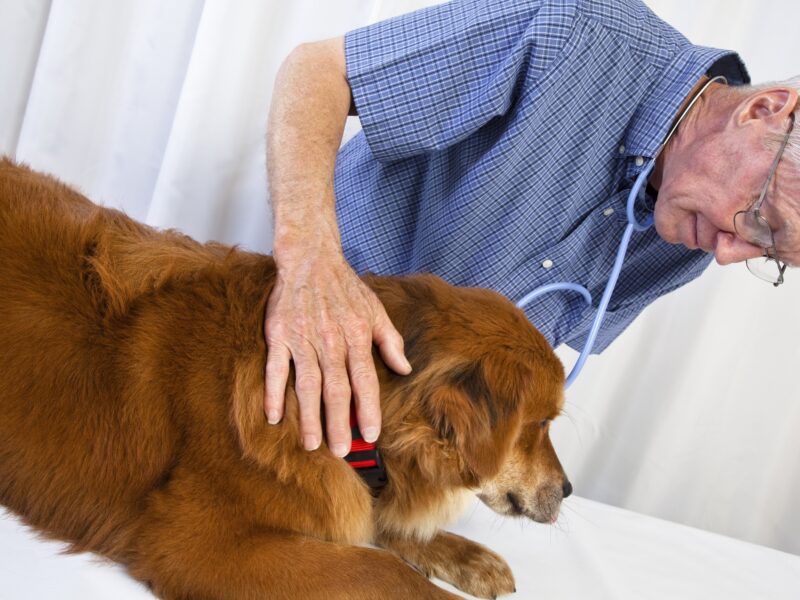 a fluffy red dog being examined by a veterinarian