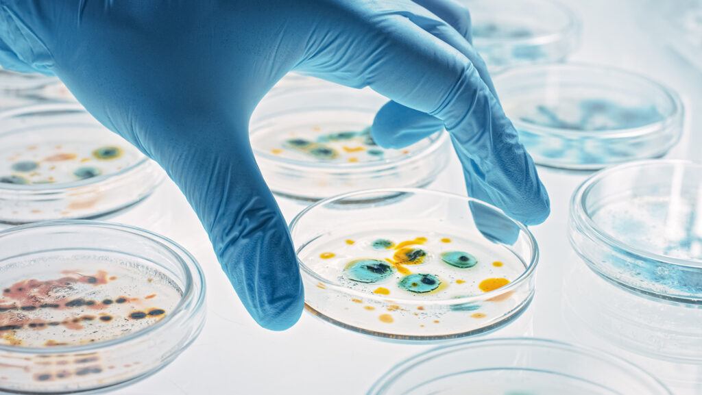 a gloved hand holding a petri dish with bacteria in it