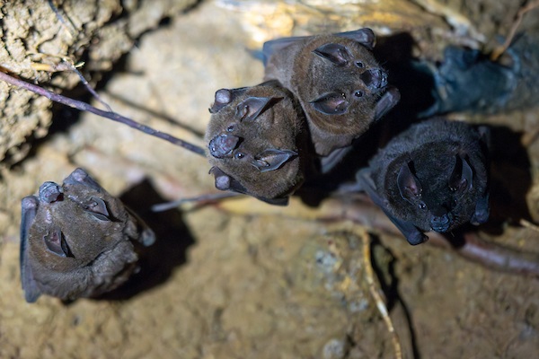 A cluster of bats hanging upside down in a cave.