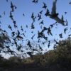 Hundreds of Mexican free-tailed bats flying in the evening sky.