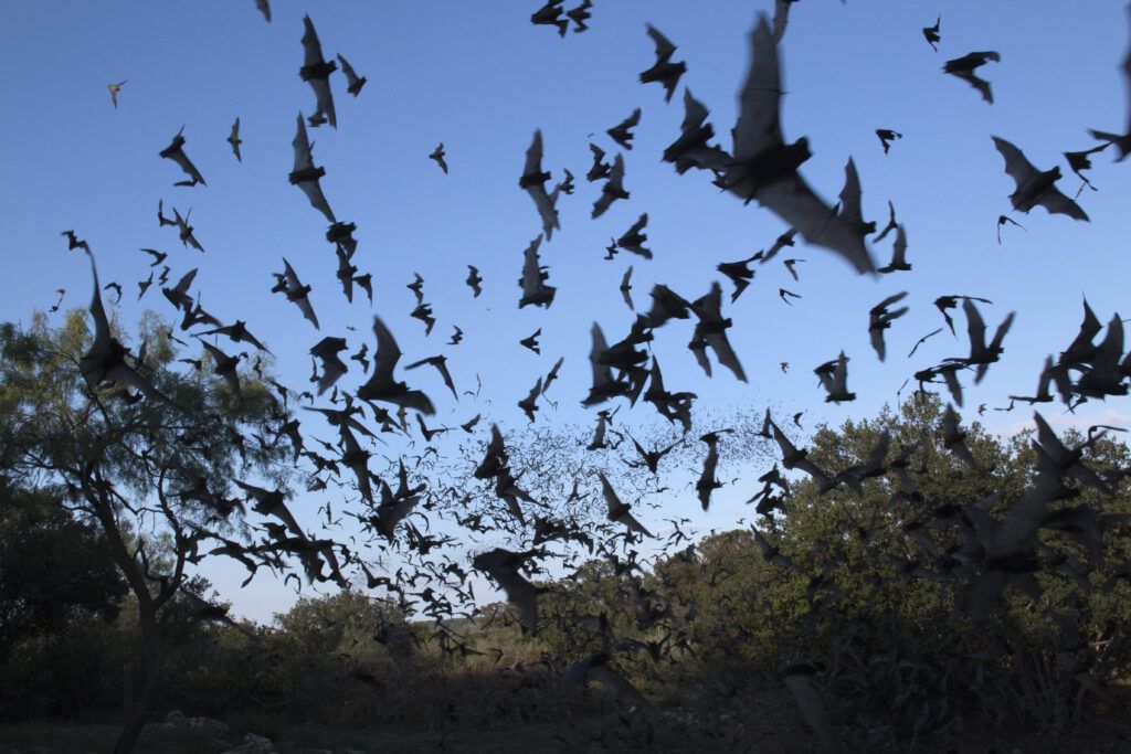 Hundreds of Mexican free-tailed bats flying in the evening sky.