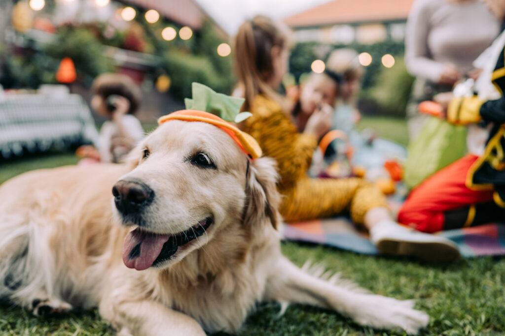 a dog at a Halloween party