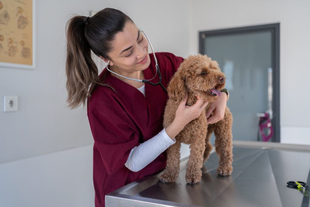 Female Veterinarian Checking Up The Dog Heartbeat Rhythm At The Veterinary Clinic