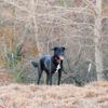 a dog in a wooded area of Texas