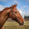 Close up image of a horse in Springtime, Scotland.