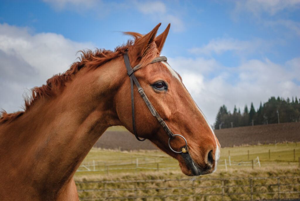 Close up image of a horse in Springtime, Scotland.