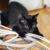 Playful black 4 month kitten playing with untidy electric cable. It has yellow eyes and fluffy hairs in ears. Horizontal full length indoors shot with copy space.