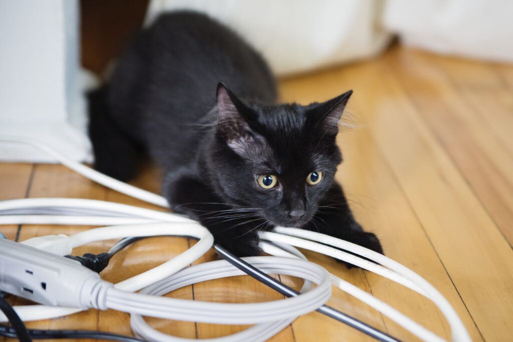 Playful black 4 month kitten playing with untidy electric cable. It has yellow eyes and fluffy hairs in ears. Horizontal full length indoors shot with copy space.