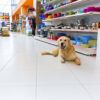 Cute Golden Retriever in pet store resting, Rack of dog bowls and food bags behind it.