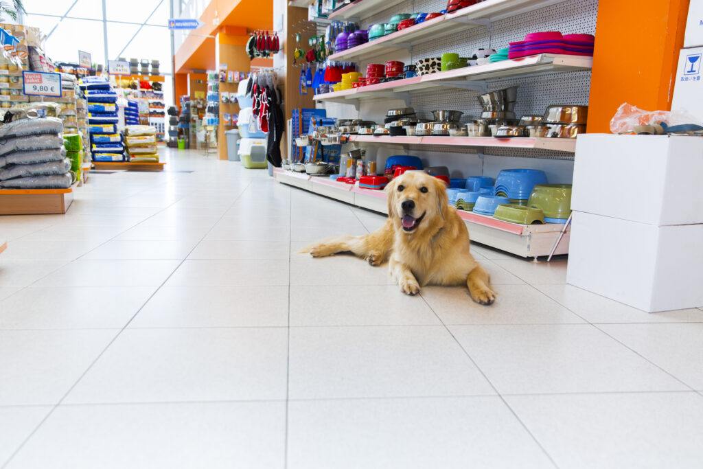 Cute Golden Retriever in pet store resting, Rack of dog bowls and food bags behind it.