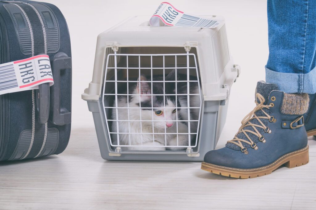 a cat in a cat carrier at the airport