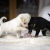 two puppies playing with a ball