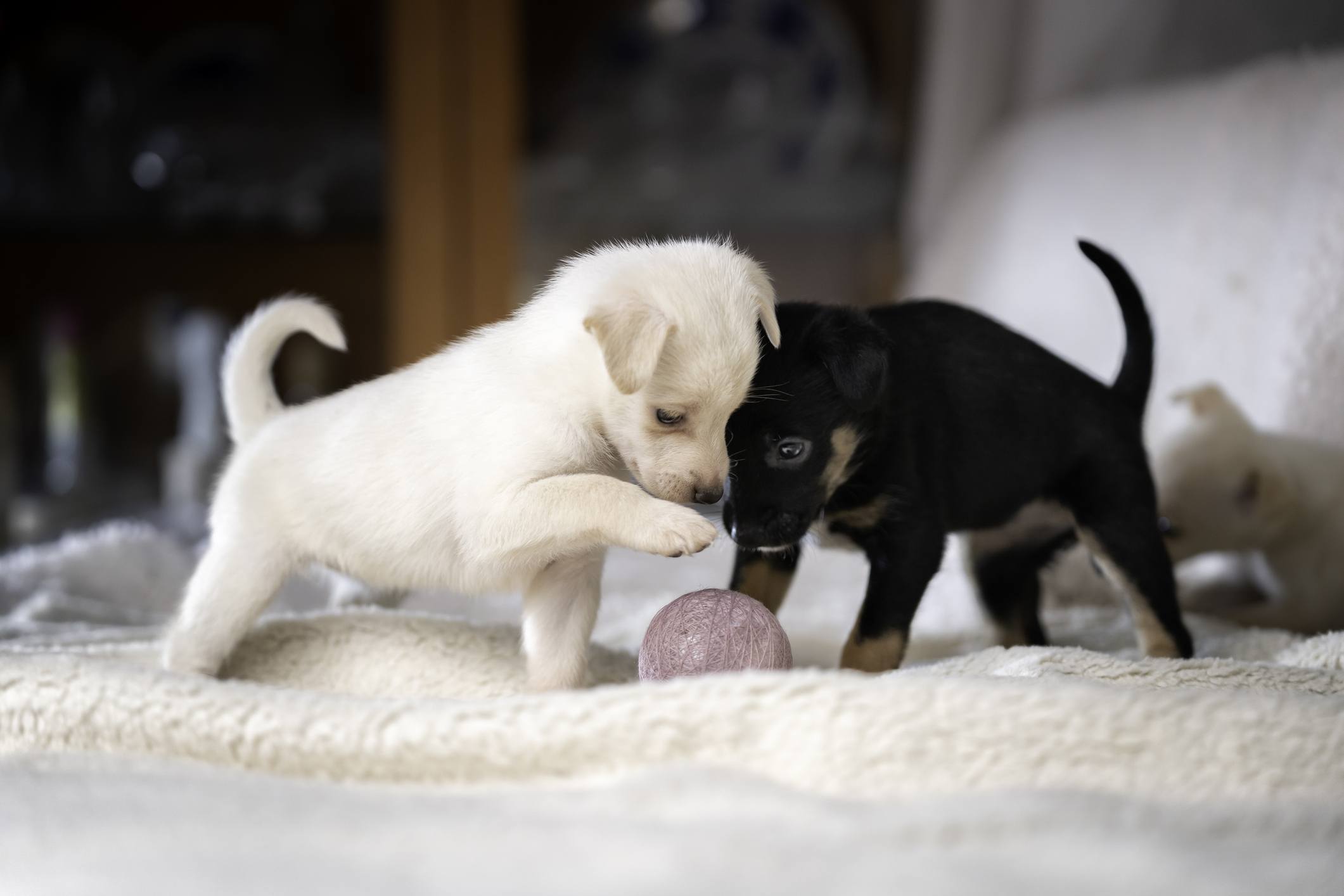 New Year, New Pet: The Joys And Challenges Of Puppy Ownership