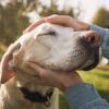 A photo of a man's hands petting a dog's head.