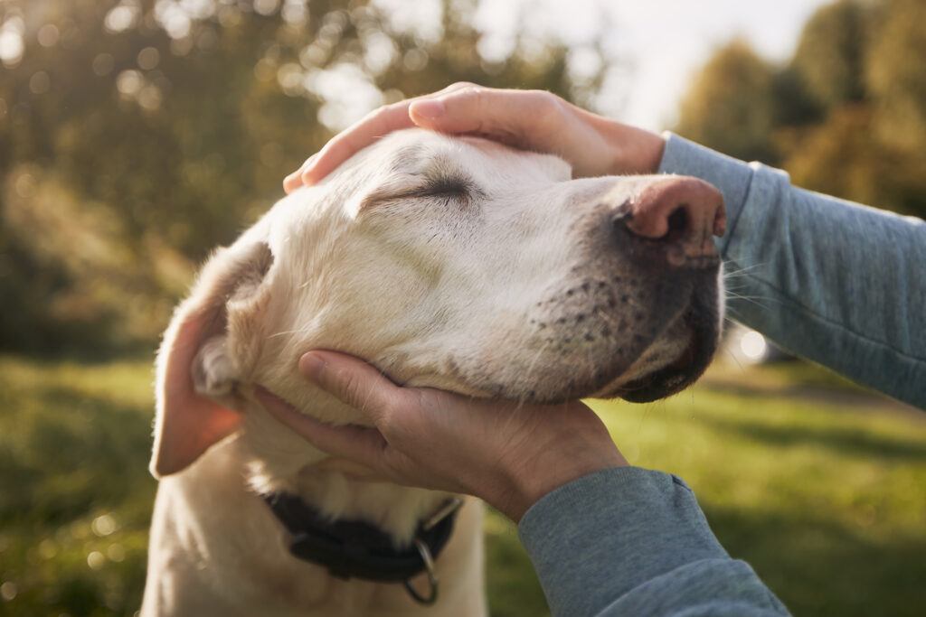 A photo of a man's hands petting a dog's head.