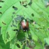 an insect destroying a leaf