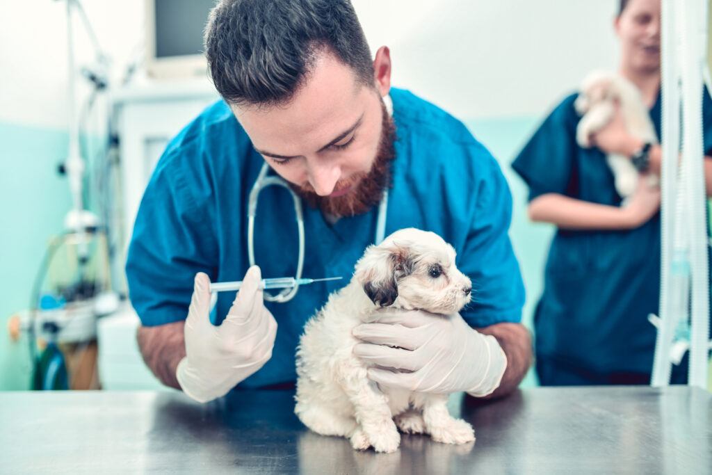 a vet giving a puppy a shot