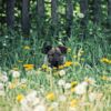 Seasonal allergy concept with dog sitting among blossoming flowers