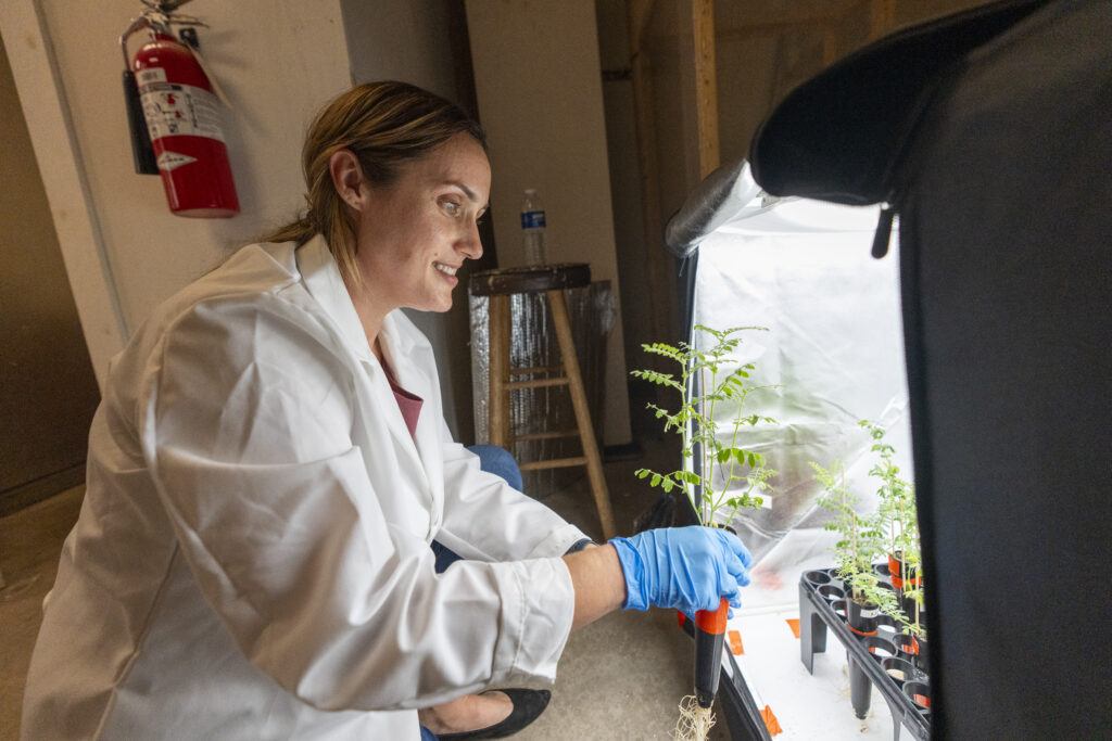 A female researcher in a lab coat picks up a chickpea plant