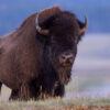 A photo of a bison in Yellwstone National Park.