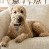 A brown, soft-coated wheaten terrier and poodle mix dog on a chair.