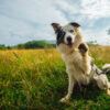 A photo of a border collie dog sitting in a grassy field raising one paw.