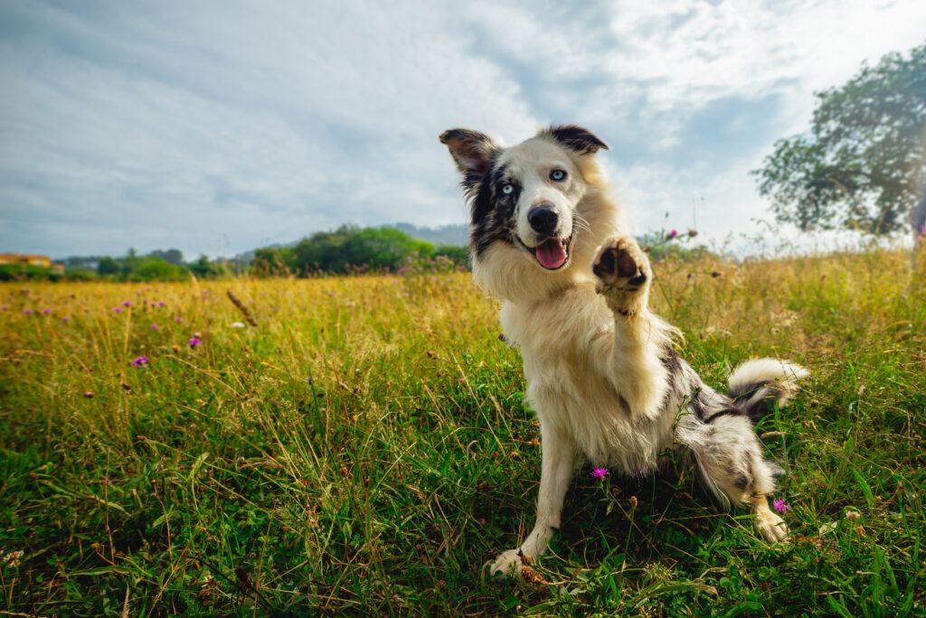 A photo of a border collie dog sitting in a grassy field raising one paw.