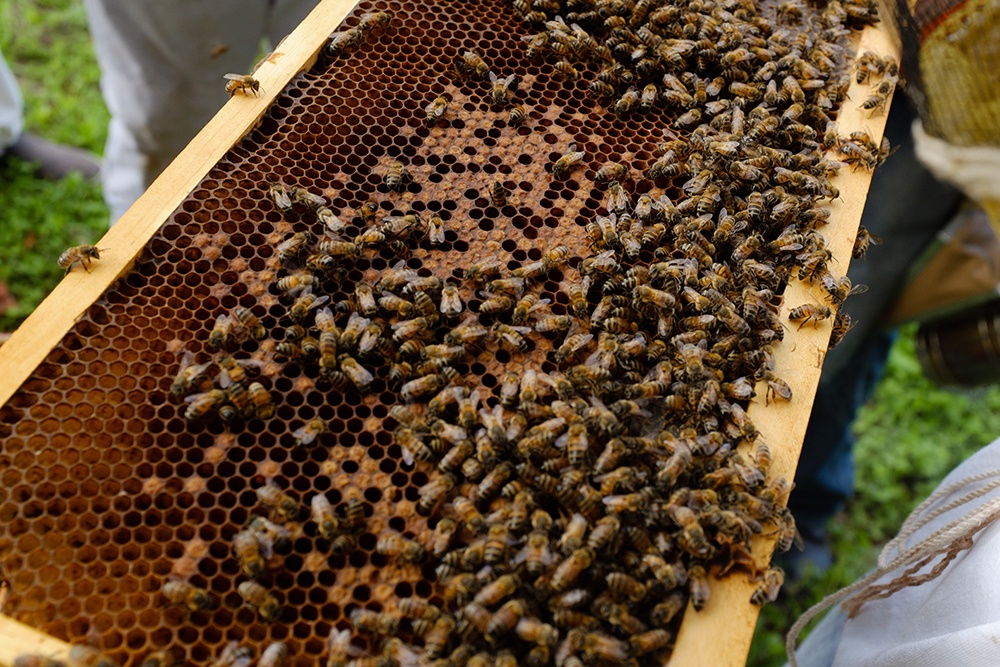Bees that produce mad honey don't feel its strange effects like people do.