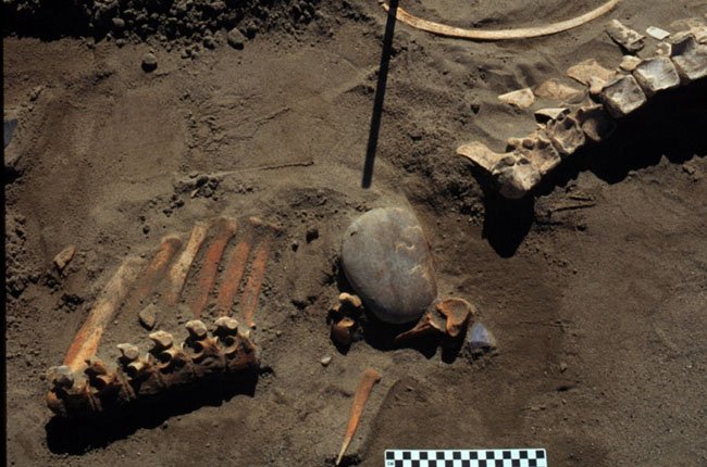 Bones of a prehistoric horse found near a Canadian reservoir points to evidence that humans migrated to North America earlier than previously thought, according to a new study published today. Photo courtesy of Michael Waters.