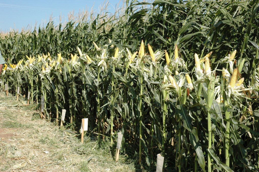rows of genetically engineered corn plants
