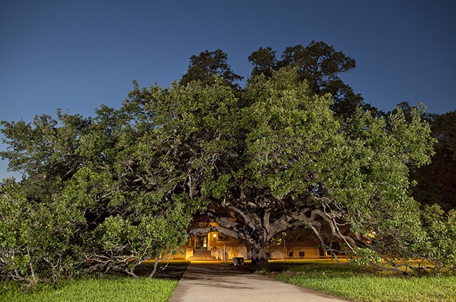 Aggie Traditions: The Century Tree, a 100-year-old live oak near the Academic Building, as been the site of many Aggie marriage proposals and weddings.